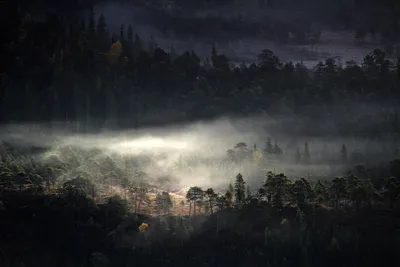 Dark Forest Landscape Shrouded Fog Nature Wallpaper 4K 3456x2304 Dark, Forest, Landscape, Shrouded, In, Fog, Highlighting, Layers, Trees, Under, Moody, Sky, Gray, QHD
