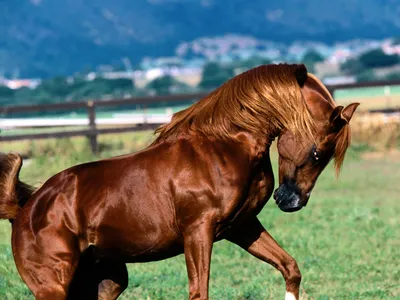 Calm Glossy Wallpaper Animals Wallpaper 4K 1600x1200 Hd, Desktop, Wallpaper, Featuring, A, Glossy, Brown, Horse, Trotting, Green, Field, Blurred, Pink, Landscape