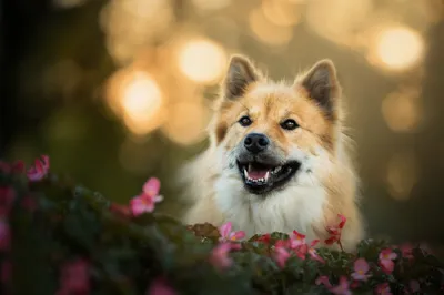 Radiant Bokeh Wallpaper Animals Wallpaper 4K 2048x1363 Bokeh, Dog, Animal, Eurasier, Hd, Desktop, Wallpaper, Purple, Gray, Ultrawide, Full HD