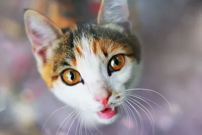 Golden Stare Wallpaper Animals Wallpaper 4K 1920x1280 Stare, Animal, Cat, Hd, Desktop, Wallpaper, Background, White, Landscape, Full HD