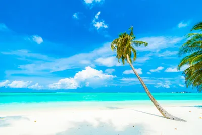 Tropical Cloud Sky Horizon Nature Wallpaper 4K 6000x4000 Tropical, Cloud, Sky, Horizon, Palm, Tree, Nature, Ocean, Desktop, White, Yellow, Red, Landscape, 4k