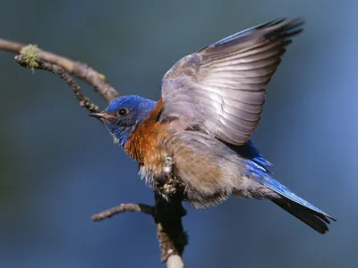 Epic Animal Wallpaper Animals Wallpaper 4K 1600x1200 Hd, Pc, Desktop, Wallpaper/background:, Of, An, Animal, A, Blue-and-orange, Bird, Launching, Branch, Brown, Gray, Landscape
