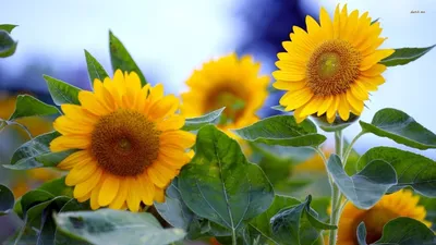Bright Flower Wallpaper Nature Wallpaper 4K 1920x1080 Flower, Nature, Sunflower, Hd, Desktop, Wallpaper, Background, White, Ultrawide, Full HD