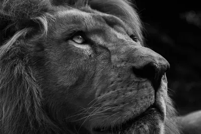 Sleek Close Wallpaper Animals Wallpaper 4K 2048x1365 Close-up, Black, And, White, Image, Of, A, Lion's, Lion, 039, Muzzle, Captured, Gray, Ultrawide, Full HD