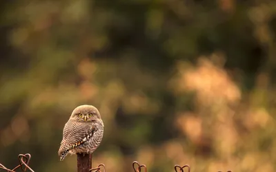 Moody Close Wallpaper Abstract Wallpaper 4K 1680x1050 Hd, Pc, Desktop, Wallpaper/background:, Close-up, Of, A, Small, Owl, Perched, Rusty, Fence, Brown, Orange, Ultrawide