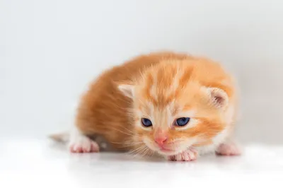 Kitten Animal Cat Animals Wallpaper 4K 2560x1706 Kitten, Animal, Cat, Hd, Desktop, Wallpaper, Background, White, Ultrawide, QHD
