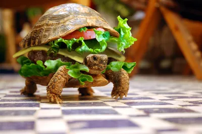 Humorous Tortoise Presented Sandwich Abstract Wallpaper 4K 3008x2000 A, Humorous, Hd, Wallpaper, Featuring, Tortoise, Presented, Sandwich, Lettuce, Cheese, Tomato, Between, White, Ultrawide, QHD