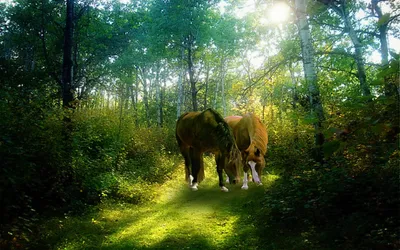 Bright Two Wallpaper Animals Wallpaper 4K 1920x1200 Hd, Pc, Desktop, Wallpaper, Two, Horses, Grazing, On, Sunlit, Grassy, Path, Through, White, Brown, Yellow, Ultrawide, Full HD