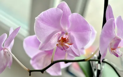 Vivid Close Wallpaper Nature Wallpaper 4K 2560x1600 Close-up, Of, Delicate, Light, Purple, Orchids, With, Soft, Natural, Captured, High, Definition, Gray, Ultrawide, QHD