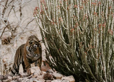 Tiger Animal Walking Animals Wallpaper 4K 5144x3697 5k, Ultra, Hd, Pc, Desktop, Wallpaper, Background, Showing, Tiger, Animal, Walking, Among, Gray, Landscape, 4K