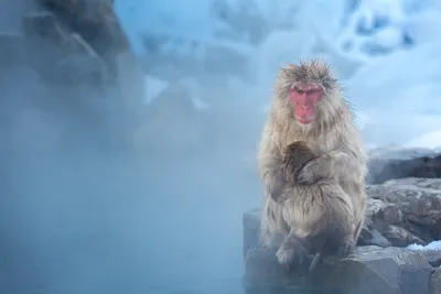 Vivid Animal Wallpaper Animals Wallpaper 4K 1920x1280 Animal, Japanese, Macaque, Snow, Monkey, Hd, Desktop, Wallpaper, Gray, Landscape, Full HD