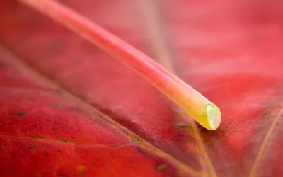 Nature Leaf Nature Nature Wallpaper 4K 1920x1200 Nature, Leaf, Hd, Desktop, Wallpaper, Background, Image, Orange, Pink, Red, Ultrawide, Full HD