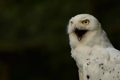 Close White Snowy Black/Dark Wallpaper 4K 2048x1363 Close-up, Of, A, White, Snowy, Owl, With, Yellow, Eyes, Open, Beak, Against, Gray, Ultrawide, Full HD
