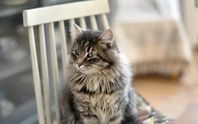 Vivid Fluffy Wallpaper Animals Wallpaper 4K 1920x1200 Hd, Pc, Desktop, Wallpaper, Featuring, A, Fluffy, Long-haired, Tabby, Cat, Sitting, Chair, White, Ultrawide, Full HD