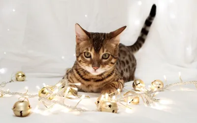 Misty Animal Wallpaper Animals Wallpaper 4K 1920x1200 Hd, Pc, Desktop, Wallpaper/background:, Featuring, An, Animal, Bengal, Cat, Lounging, White, Ultrawide, Full HD
