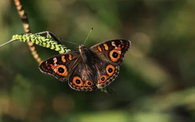 Vivid Butterfly Wallpaper Animals Wallpaper 4K 2560x1600 Hd, Desktop, Wallpaper, Of, A, Butterfly, With, Detailed, Orange, Black, Patterned, Wings, Brown, Ultrawide, QHD