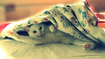Bold Cozy Wallpaper Abstract Wallpaper 4K 1920x1080 A, Cozy, White, Cat, Peeks, Out, From, Under, Colorful, Blanket, Showcasing, Playful, Gray, Ultrawide, Full HD