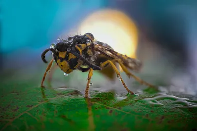 Radiant Macro Wallpaper Animals Wallpaper 4K 2048x1363 Macro, Animal, Hornet, Hd, Desktop, Wallpaper, Background, Yellow, Pink, Ultrawide, Full HD