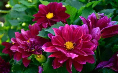Dahlias Abstract Abstract Wallpaper 4K 1920x1200 Dahlias, Brown, Ultrawide, Full HD