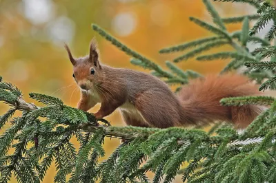 Animal Squirrel Animals Animals Wallpaper 4K 2048x1366 Animal, Squirrel, Hd, Desktop, Wallpaper, Background, Image, Orange, Purple, Landscape, Full HD