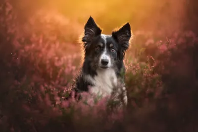 Epic Dog Wallpaper Animals Wallpaper 4K 2048x1365 Dog, Animal, Border, Collie, Hd, Desktop, Wallpaper, Orange, Ultrawide, Full HD