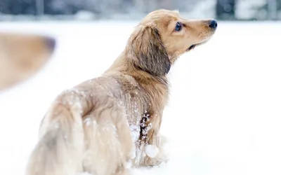 Serene Animal Wallpaper Animals Wallpaper 4K 2560x1600 Animal, Dog, Hd, Desktop, Wallpaper, Background, Image, White, Ultrawide, QHD