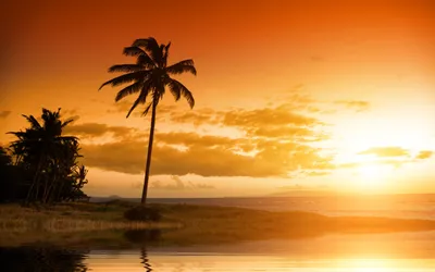 Nature Palm Tree Nature Wallpaper 4K 2560x1600 Nature, Palm, Tree, Hd, Desktop, Wallpaper, Brown, Orange, Ultrawide, QHD