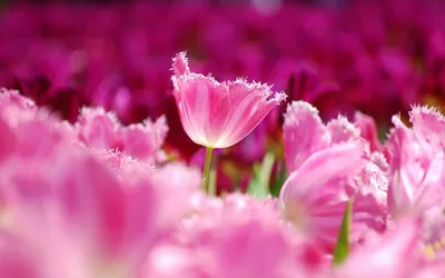 Vibrant Field Pink Tulips Single Abstract Wallpaper 4K 1920x1200 Hd, Desktop, Wallpaper, Showcasing, A, Vibrant, Field, Of, Pink, Tulips, Single, Fringed, Brown, Ultrawide, Full HD