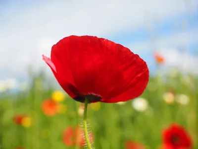 Golden Summer Wallpaper Nature Wallpaper 4K 4608x3456 Summer, Close-up, Red, Flower, Nature, Poppy, Hd, Desktop, White, Landscape, 4k
