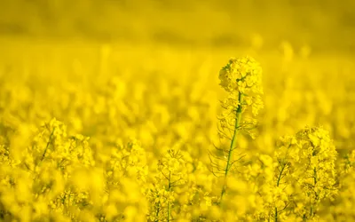 Vibrant Vibrant Wallpaper Nature Wallpaper 4K 1920x1200 Hd, Desktop, Wallpaper, Showing, A, Vibrant, Yellow, Flower, Field, Under, Soft, Natural, Ultrawide, Full HD