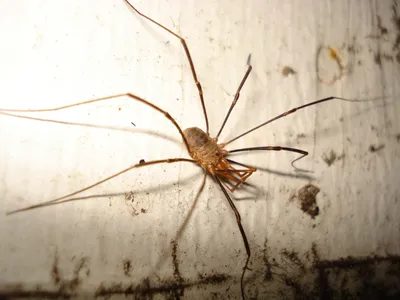 Moody Animal Wallpaper Animals Wallpaper 4K 3072x2304 Animal, Harvestman, Hd, Desktop, Wallpaper, Background, Image, White, Landscape, QHD