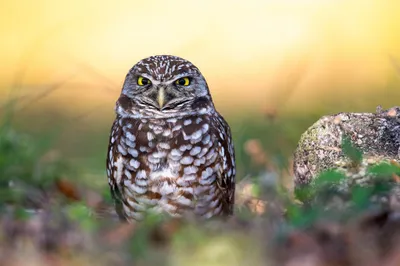 Bird Owl Animal Animals Wallpaper 4K 2048x1365 Bird, Owl, Animal, Burrowing, Hd, Desktop, Wallpaper, White, Ultrawide, Full HD