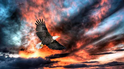 Bald Eagle Soaring Nature Wallpaper 4K 1920x1080 Hd, Desktop, Wallpaper, Featuring, A, Bald, Eagle, Soaring, Against, Dramatic, Vibrant, Sunset, Pink, Orange, Ultrawide, Full HD