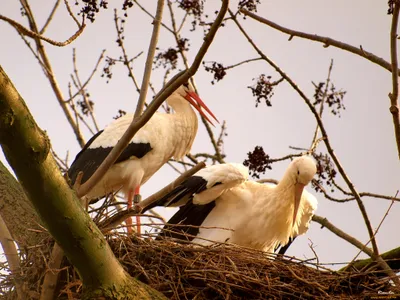 Animal White Stork Animals Wallpaper 4K 2048x1536 Animal, White, Stork, Hd, Desktop, Wallpaper, Background, Landscape, Full HD