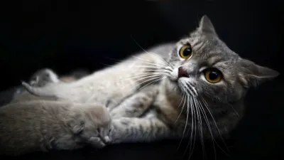 Close Gray Kitten Bright Eyes Animals Wallpaper 4K 2048x1152 A, Close-up, Hd, Desktop, Wallpaper, Of, Gray, Kitten, Bright, Eyes, Lying, Dark, White, Ultrawide, Full HD