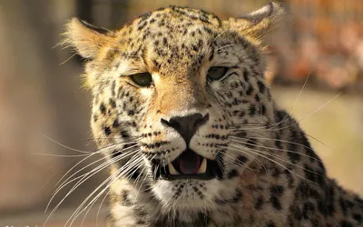 Radiant Animal Wallpaper Animals Wallpaper 4K 1920x1200 Animal, Leopard, Hd, Desktop, Wallpaper, Background, Image, Brown, Gray, Ultrawide, Full HD