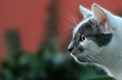 Close Profile White Animals Wallpaper 4K 2551x1670 Hd, Pc, Desktop, Wallpaper, Close-up, Profile, Of, A, White-and-gray, Cat, Against, Soft-focus, Brown, Ultrawide, Full HD