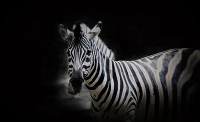 Golden Animal Wallpaper Black/Dark Wallpaper 4K 2048x1257 Hd, Pc, Desktop, Wallpaper, Of, An, Animal, Close-up, Zebra, Bold, Black-and-white, Gray, Ultrawide, Full HD