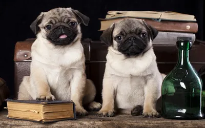 Two Adorable Pug Puppies Sitting Abstract Wallpaper 4K 1920x1200 Hd, Pc, Desktop, Wallpaper, Featuring, Two, Adorable, Pug, Puppies, Sitting, Rustic, Surface, White, Ultrawide, Full HD