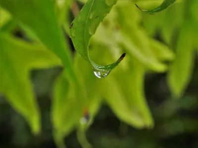 Macro Single Water Drop Nature Wallpaper 4K 3648x2736 Macro, Shot, Of, A, Single, Water, Drop, On, Green, Leaf, Blurred, Foliage, Brown, Landscape, QHD