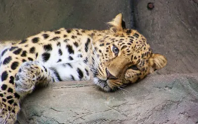 Vivid Close Wallpaper Abstract Wallpaper 4K 1920x1200 Hd, Pc, Desktop, Wallpaper, Showing, A, Close-up, Of, Resting, Leopard, Detailed, Fur, Gray, Ultrawide, Full HD