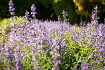 Nature Lavender Nature Nature Wallpaper 4K 2048x1360 Nature, Lavender, Hd, Desktop, Wallpaper, Background, Image, Gray, Ultrawide, Full HD
