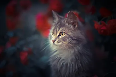 Serene Close Wallpaper Animals Wallpaper 4K 2048x1365 Hd, Pc, Desktop, Wallpaper, Featuring, A, Close-up, Of, Fluffy, Gray, Cat, Yellow, Brown, Ultrawide, Full HD