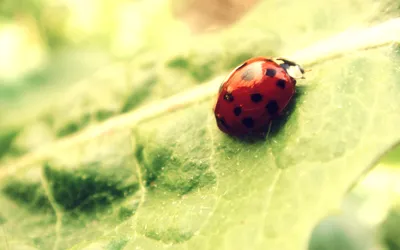 Animal Ladybug Animals Animals Wallpaper 4K 2560x1600 Animal, Ladybug, Hd, Desktop, Wallpaper, Background, Image, White, Ultrawide, QHD