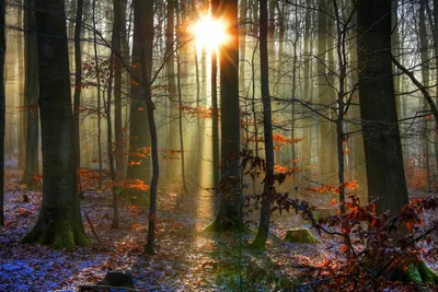 Golden Nature Wallpaper Nature Wallpaper 4K 1920x1280 Nature, Forest, Hd, Desktop, Wallpaper, Background, Image, White, Gray, Landscape, Full HD