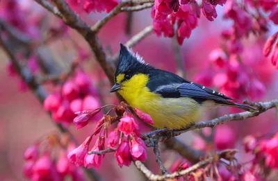 Taiwan Yellow Tit Flower Animals Wallpaper 4K 2048x1338 Taiwan, Yellow, Tit, Flower, Bird, Animal, Desktop, Gray, Pink, Ultrawide, Full HD