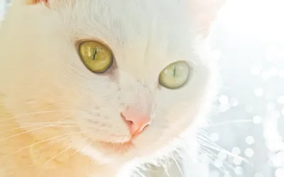 Bold Close Wallpaper Animals Wallpaper 4K 2560x1600 Close-up, Portrait, Of, A, White, Cat, With, Yellow-green, Eyes, Sunlit, Bokeh, Quad, Ultrawide, QHD