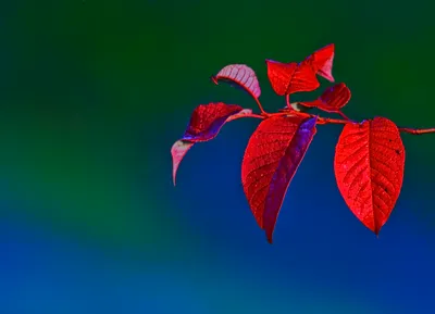 Nature Leaf Nature Nature Wallpaper 4K 3592x2592 Nature, Leaf, Hd, Desktop, Wallpaper, Background, Image, Brown, Landscape, QHD