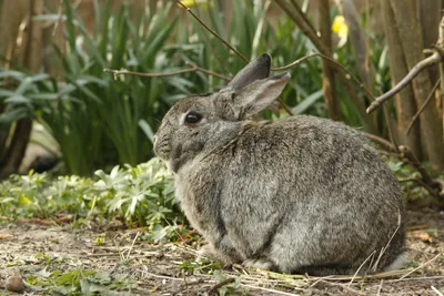 Epic Animal Wallpaper Animals Wallpaper 4K 3504x2336 Animal, Gray, Rabbit, Sitting, In, Grassy, Undergrowth, Detailed, Fur, Soft, Light, Landscape, QHD
