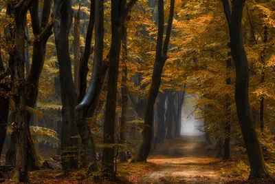 Dreamy General Wallpaper Abstract Wallpaper 4K 1500x1001 Wallpaper, General, 1500x1001, Brown, Black, Landscape